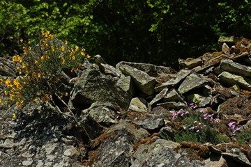 Blühende Pfingstnelken (Dianthus gratianopolitanus) und Besenginster (Cytisus scoparius) im Nationalpark Kellerwald