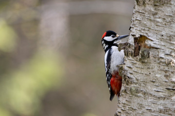 Great spotted woodpecker sits on a tree branch with ruffled feathers on a bright sunny day.
