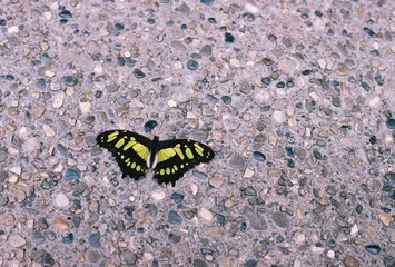 Obraz na płótnie Canvas butterfly on the ground