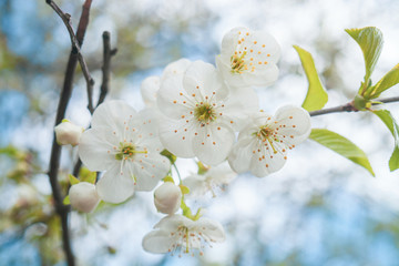 Cherry blossoms white flowers closeup, sunny light day in spring garden