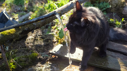 Black fluffy cat plays with the water flowing from the source. Water sparkles in the sun.