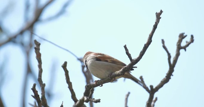 House sparrow or Passer domesticus on the tree close up 4K UHD