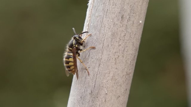 Wespe l&ouml;st Nestbaumaterial von einer Holzstange. Aufnahme in Zeitlupe