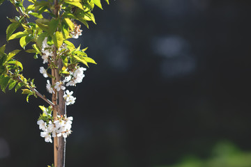 Cherry blossoms in the courtyard, gardening, a place for an inscription.