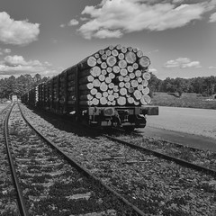 Rear view of freshly felled logs during transport on a railway wagon in the port, black and white
