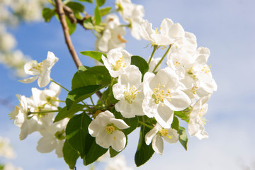 Blooming Apple tree with white flowers against a blue sky, close-up of a beautiful spring Apple tree against a blue sky