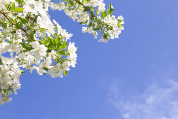 Blooming Apple tree with white flowers against a blue sky, close-up of a beautiful spring Apple tree against a blue sky