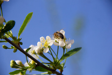 The bee pollinates the flowers. A bee sits on the white flowers of an Apple tree.