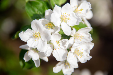 Blooming branch of an Apple tree close up