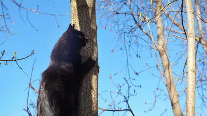 Beautiful black cat climbs a tree copyspace