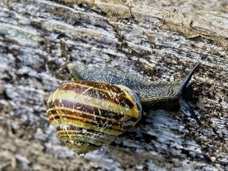 Snail on the mossy branch
