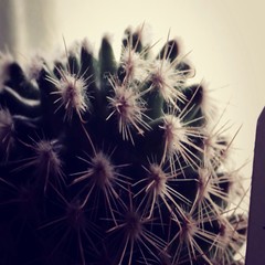 Close-up Of Cactus