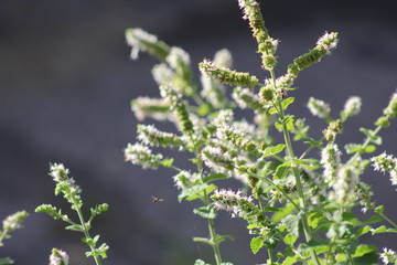 wild flowers in spring