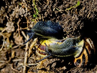 Pair of snails