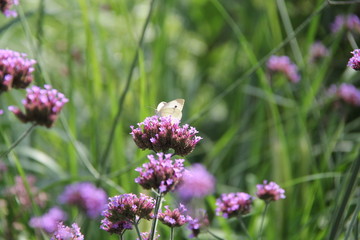 butterfly on a flower