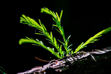 Small fresh twig black background