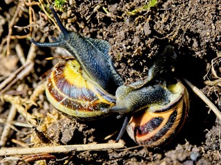 Pair of snails