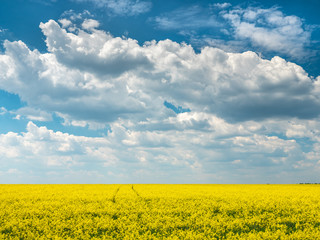 flowering rapeseed field under beautiful clouds in spring day with copy space