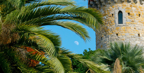 Fototapeta na wymiar palm trees with tower framing moon in daylight