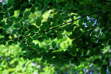 Fototapeta na wymiar Sunlight shining through leaves