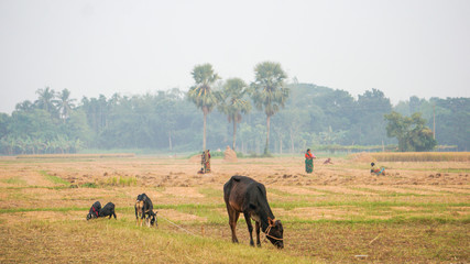 A Beautiful landscape on the Bangladesh Agriculture Fields.