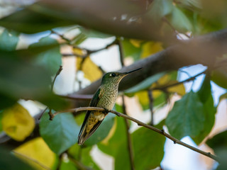 Colibri
