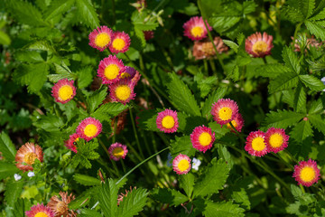 Bright daisy on the green lawn