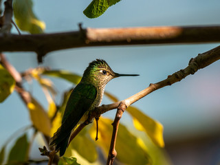 Colibri austral © javier
