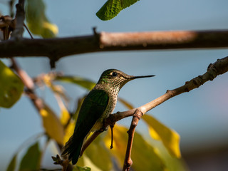 Colibri austral © javier