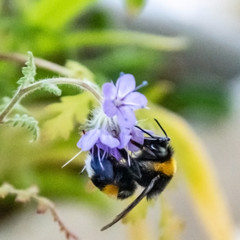 Insect in macro with flower
Insecte en macro sur une fleur