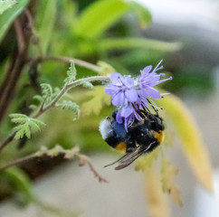 Insect in macro with flower
Insecte en macro sur une fleur