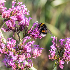 Insect in macro with flower
Insecte en macro sur une fleur