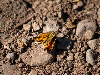 Mariposa