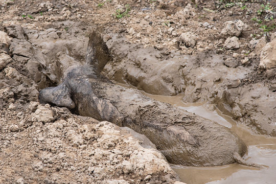 A pig wallows in the mud. Boar taking a mud bath to cool down on a summer day.