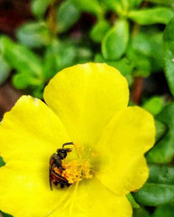 bee on yellow flower