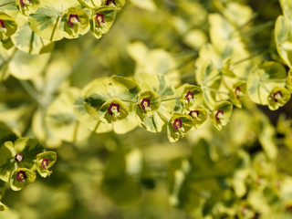 (Euphorbia martini) Gros plan sur des bractées jaune verdâtre avec des yeux rouges d'Euphorbe de Martin