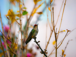 Colibri austral