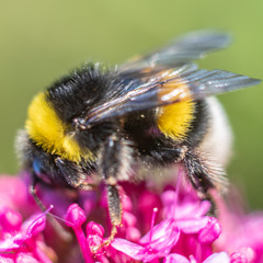 Macrophotography of insect
Macrophotographie d'insecte