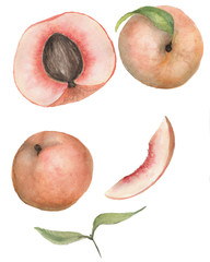 watercolor peach set isolated on white