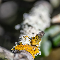 Macrophotography of insect
Macrophotographie d'insecte