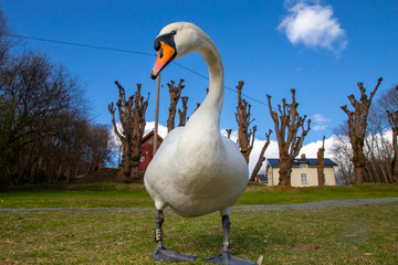 Large swan walking in a park.