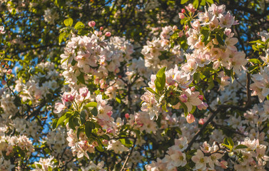 Cherry blossom tree white pink blooming flowers as spring summer floral botanical outdoor background backdrop texture