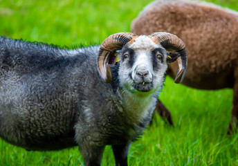 Sheep eating grass on a green meadow.