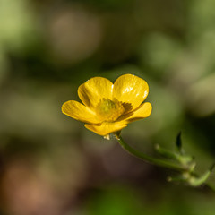 Macrophotography of insect
Macrophotographie d'insecte