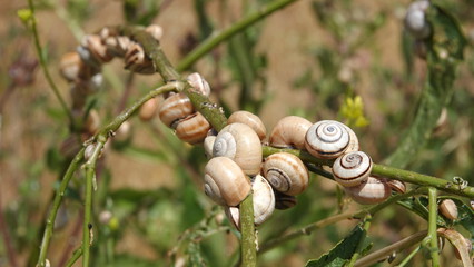 Large cluster of White Garden Snails (Theba pisana) on a twig
