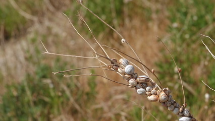 Large cluster of White Garden Snails (Theba pisana) on a twig