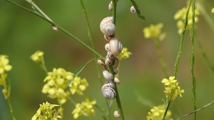 Infestation of White Garden Snails (Theba pisana) on Black Mustard weed