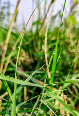 close-up of Dewdrops on grass