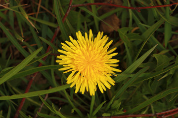 Bright yellow dandelions blooming in the green grass (Latin name Taraxacum, from the aster family).