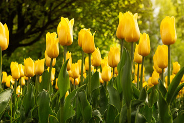 Obraz premium tulips in a flower bed